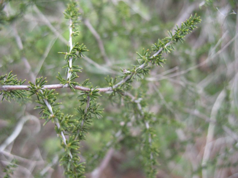 Asparagus acutifolius L., Esparraguera, Esparrago Triguero, Basaesparrago 4