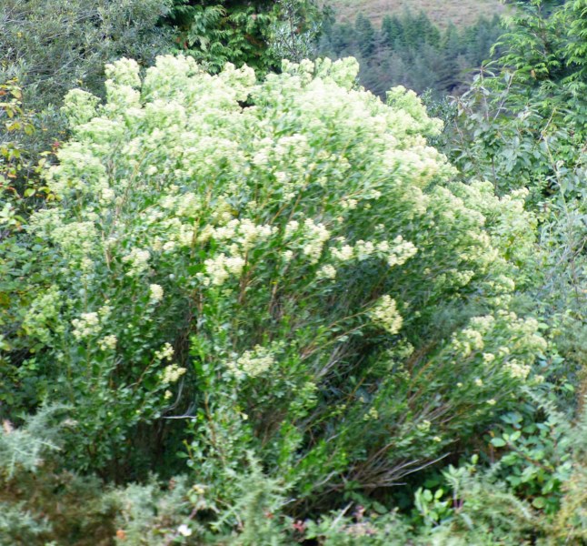 Baccharis halimifolia L. Chilca.