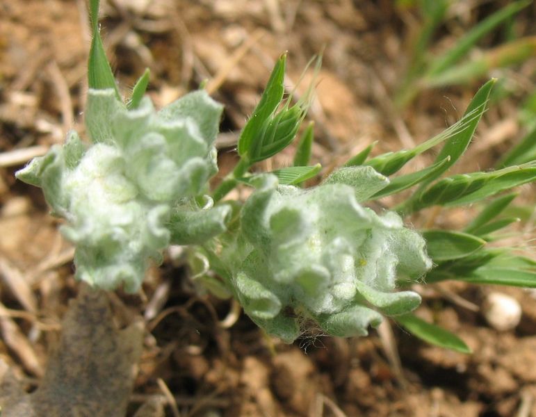 Bombycilaena erecta (L.) Smolj, Micropus erectus L., Algodoncillos, Lino de pastor