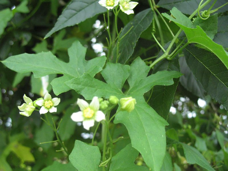 Bryonia dioica (L.) Jacq., Nueza blanca 5