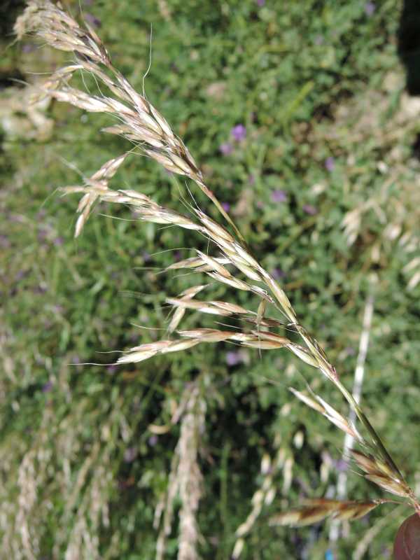 Calamagrostis arundinacea 2