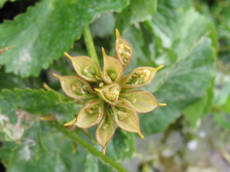 Caltha palustris L., Hierba centella, Verruguera