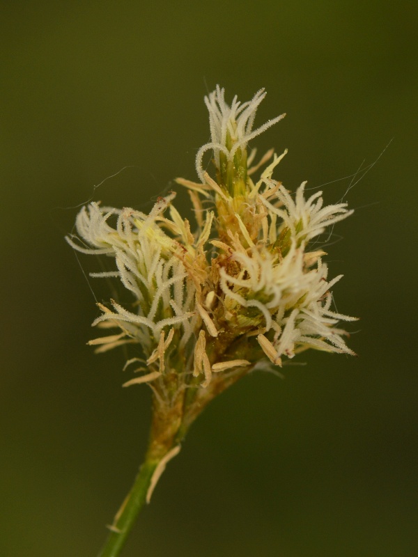 Carex brizoides 3