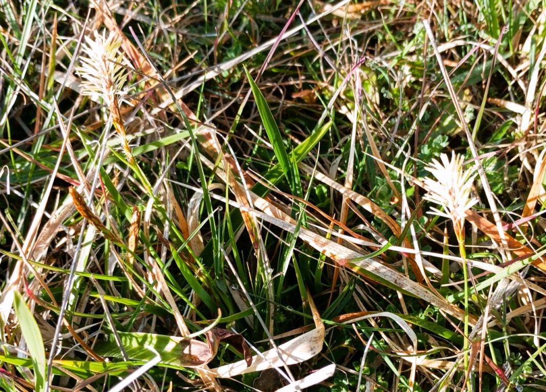 Carex caryophyllea Latourr. Cárex de primavera. 2