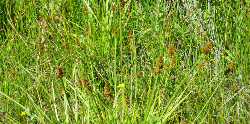 Carex cuprina (Sándor ex Heuff.) Nendtv. ex A.Kern, Carex otrubae Podp. 2