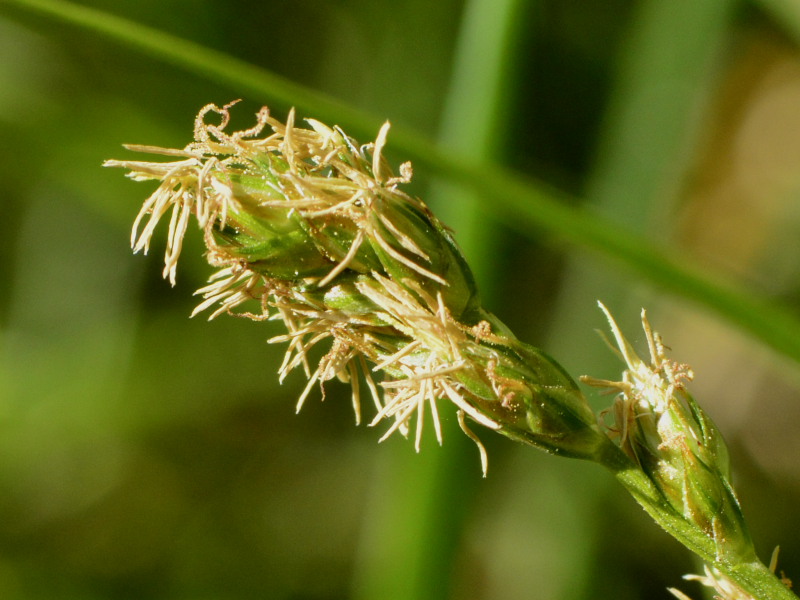 Carex divulsa 2