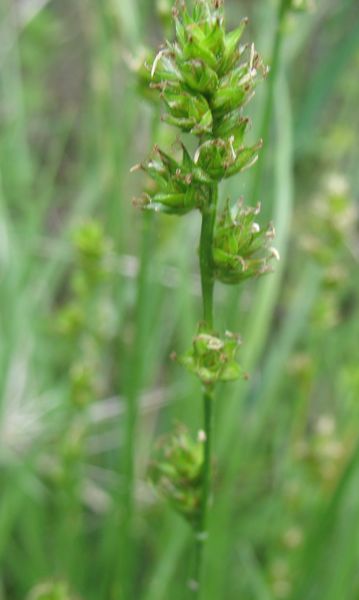 Carex divulsa subsp. leersii (Kneuck.) W. Koch.