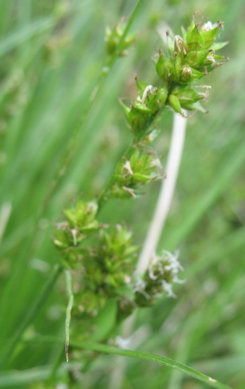 Carex divulsa subsp. leersii (Kneuck.) W. Koch. 3