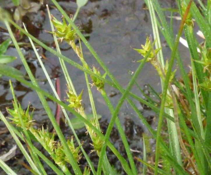 Carex echinata Murray, Carex ormantha 2