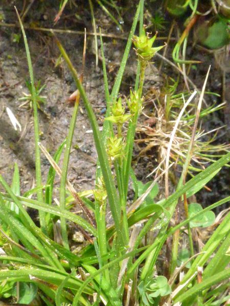 Carex echinata Murray, Carex ormantha 4
