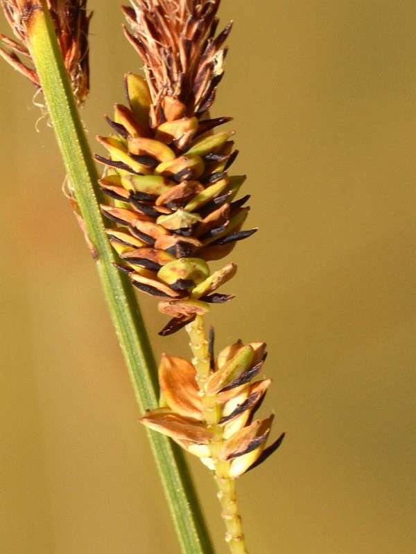 Carex elata 2