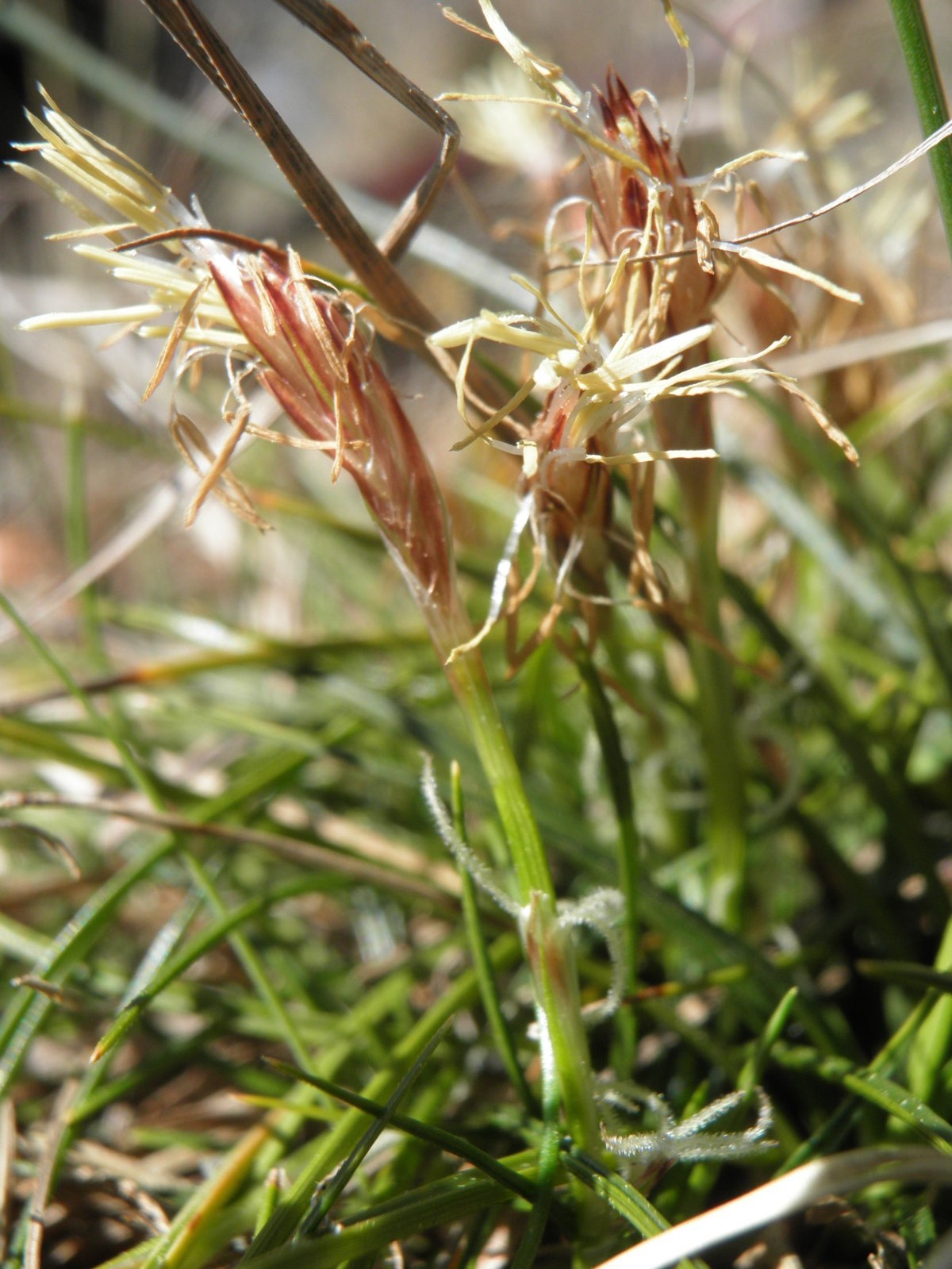 Carex humilis 2