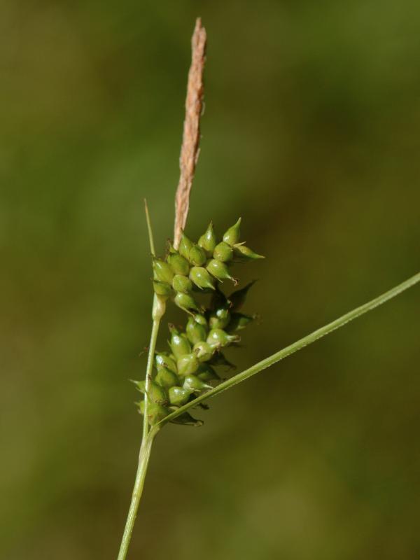 Carex punctata 2
