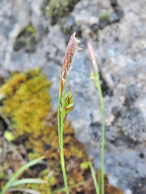 Carex sempervirens 2