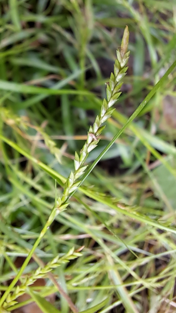 Carex strigosa 2