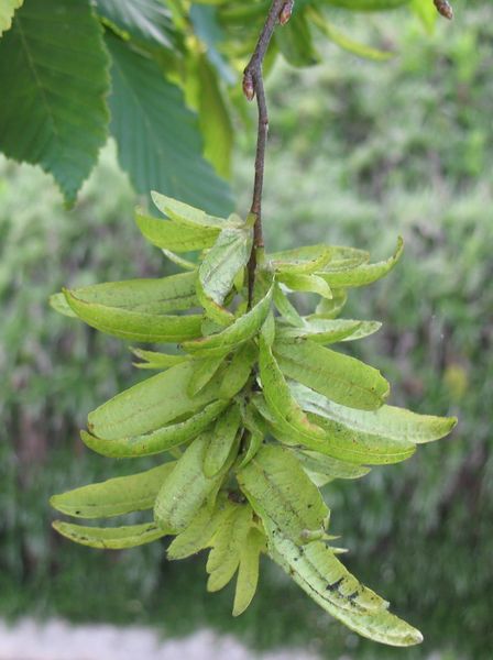 Carpinus betulus L. var. Pendula, Carpe llor�n 3