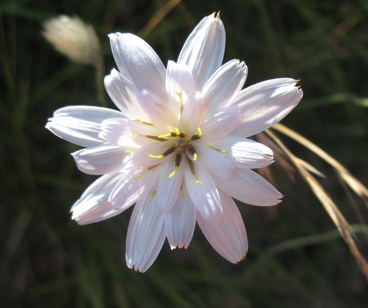Catananche caerulea L., Hierba cupido, Flor de papel. Hipocrom�tica.