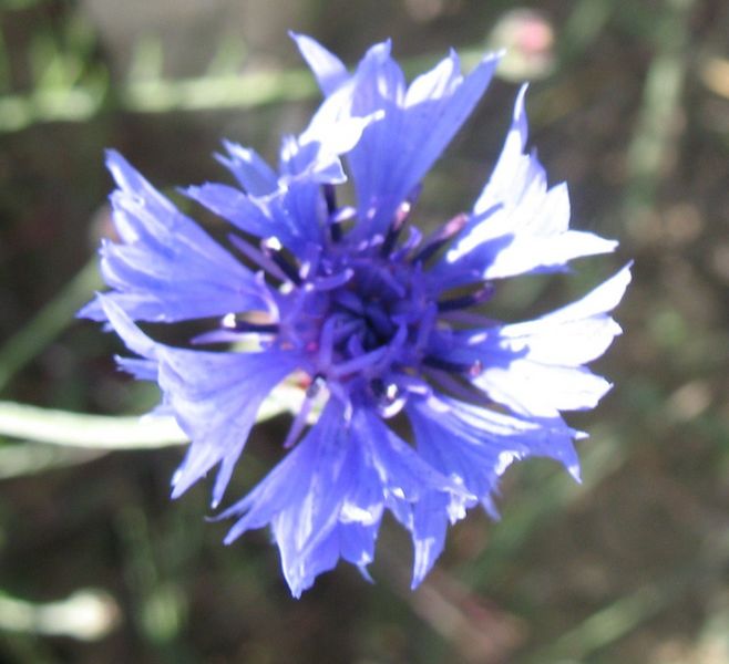 Centaurea cyanus L., Acianos, Azulete, Nabar-lore 5