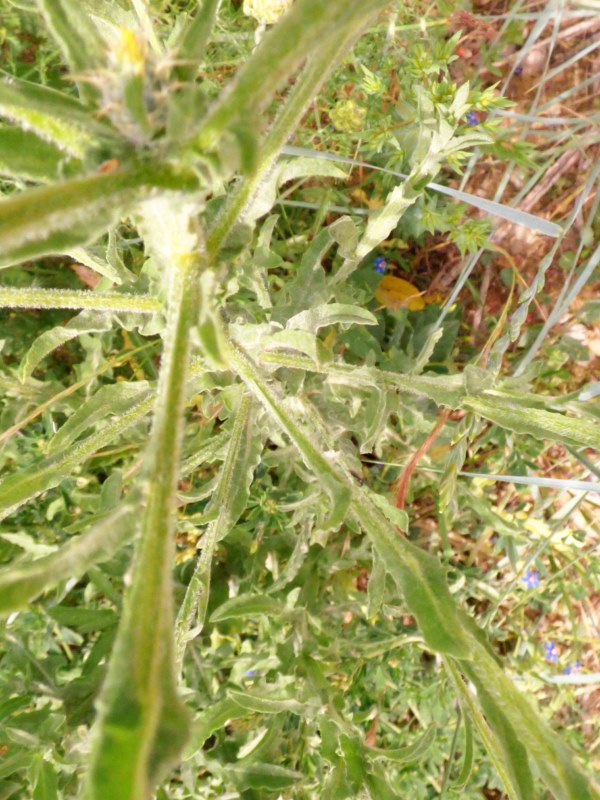 Centaurea melitensis L, Abrepu�os.