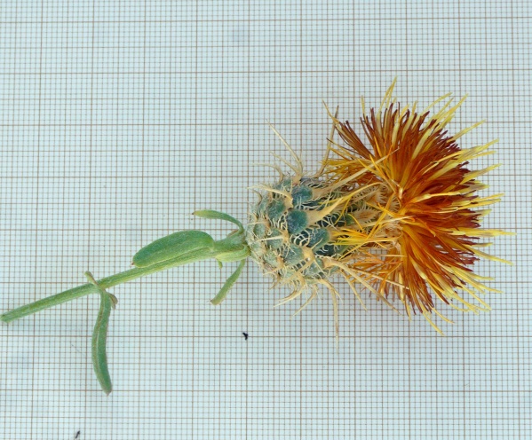 Centaurea x polimorpha Lag. 4