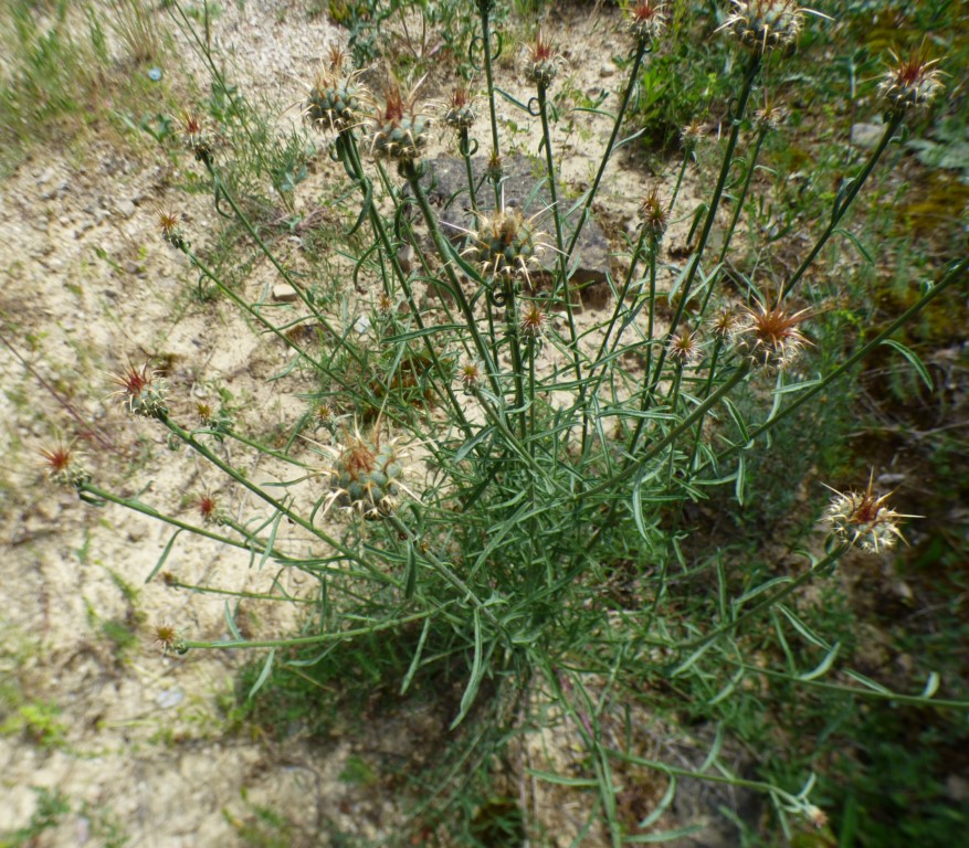 Centaurea ornata Willd.