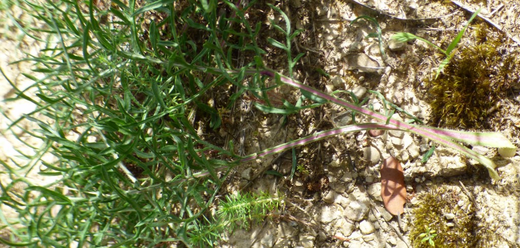 Centaurea ornata Willd. Hojas basales.