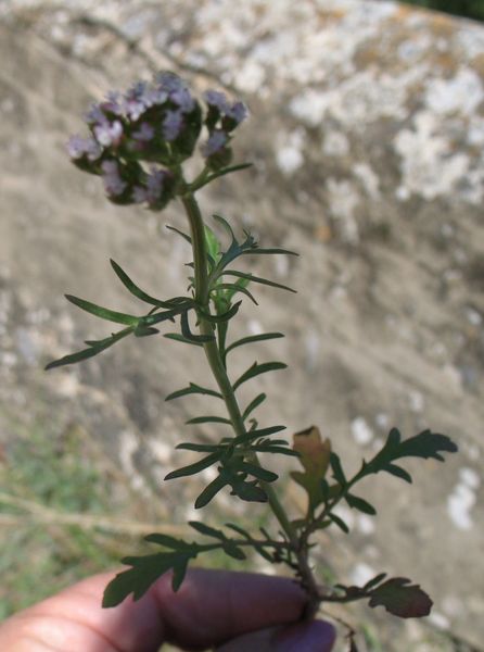 Centranthus calcitrapae (L.) Dufresne subsp. calcitrapae 7