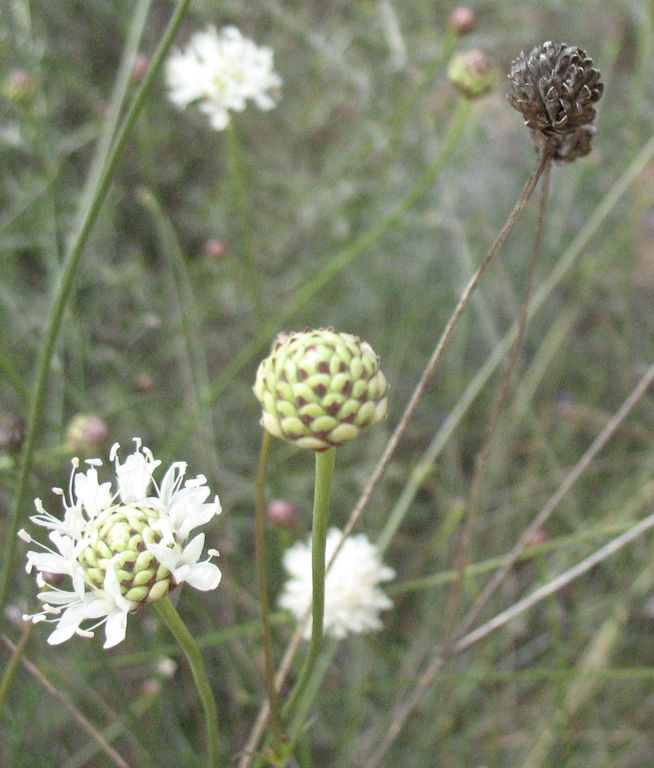 Cephalaria leucantha (L.) Roem. & Schultes, Scabiosa leucantha L., Escabiosa blanca.
