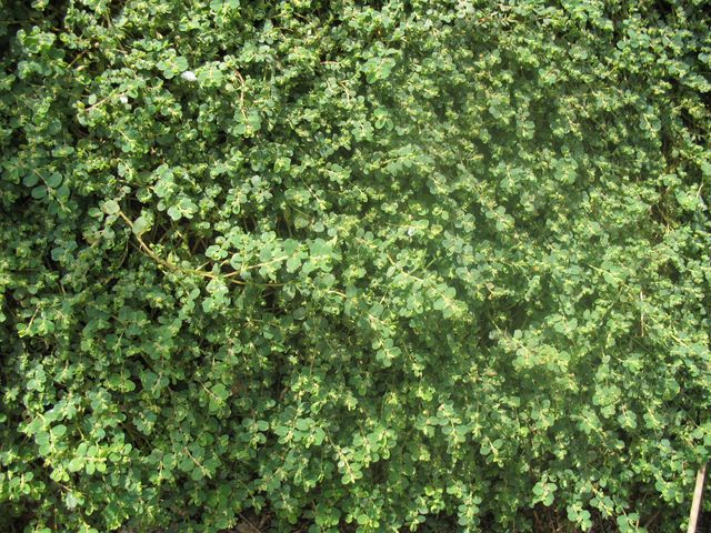 Chamaesyce serpens (Kunth) Small., Euphorbia rastrera, Hierba meona 3