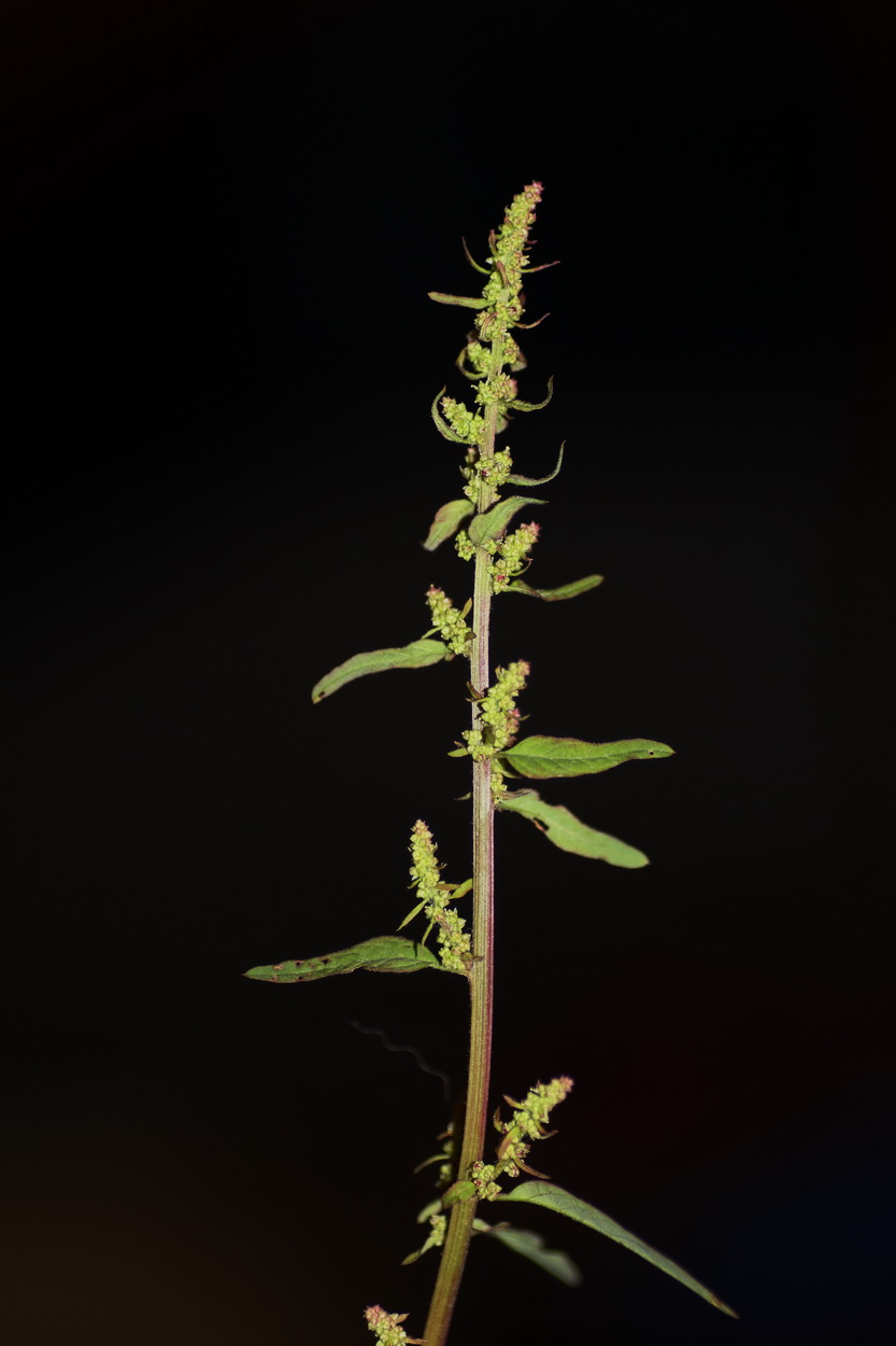 Chenopodium polyspermum. Cenizo de muchas semillas.