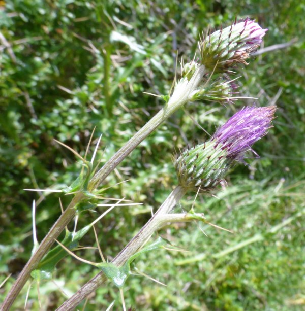 Cirsium flavispina Boiss. ex DC., Cirsium pyrenaicum (Jacq.) All. 3