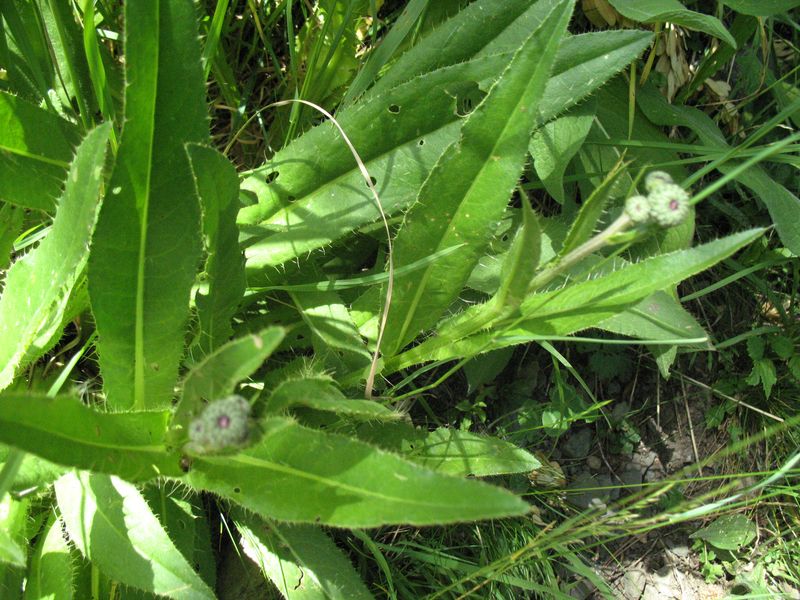 Cirsium monspessulanum (L.) Hill., Cardo de acequia 3