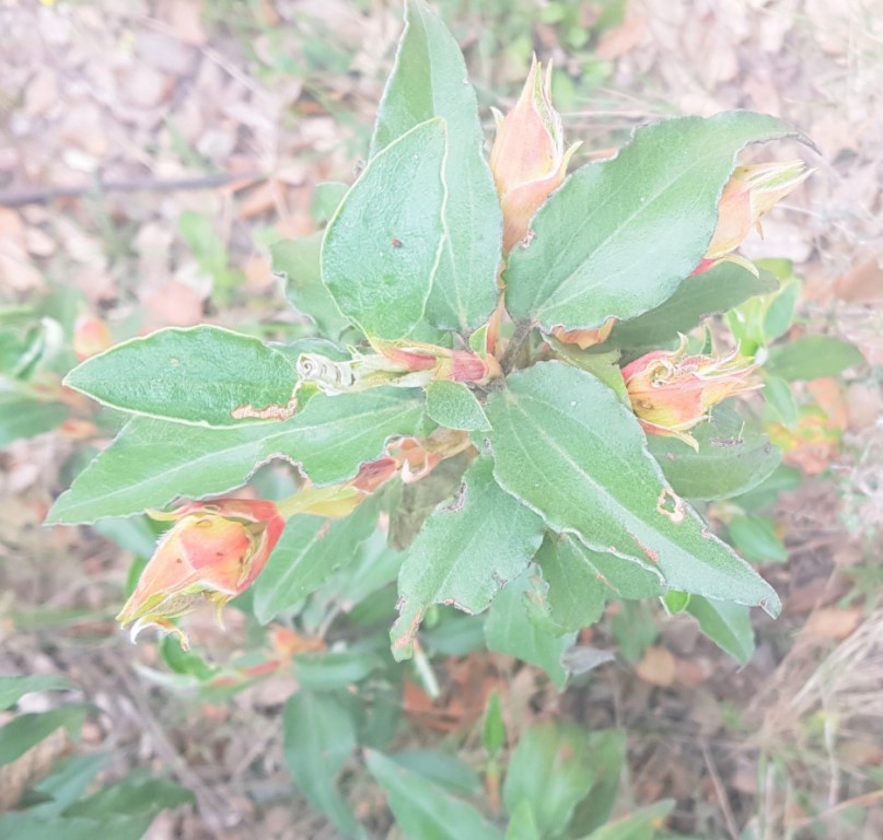 Cistus laurifolius L. Jara con hojas de laurel.