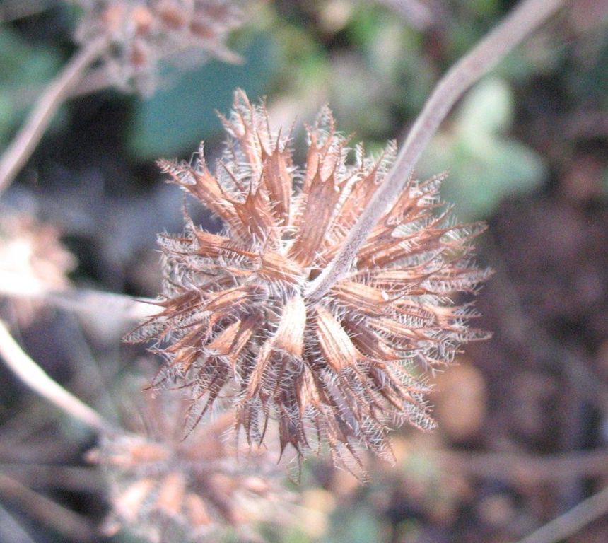 Clinopodium vulgare L., Calamintha vulgaris (L.) Druce, Clinopodio. 2