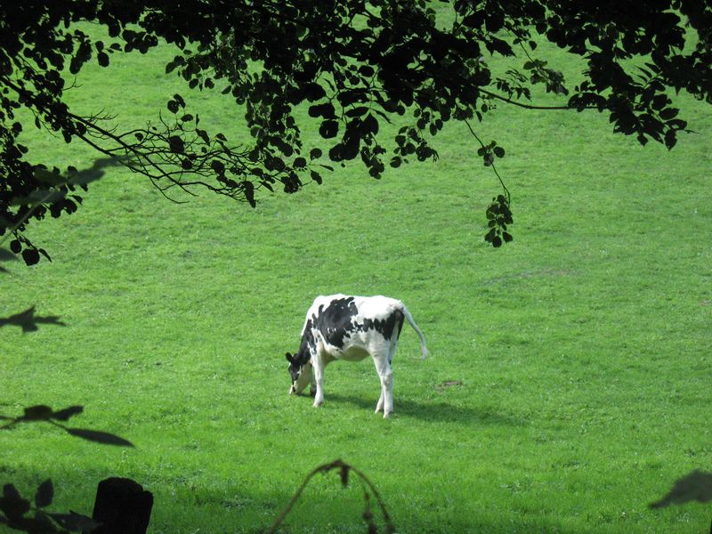 Bos taurus L., Vaca raza Holstein. (Holandesa Frisona) 3