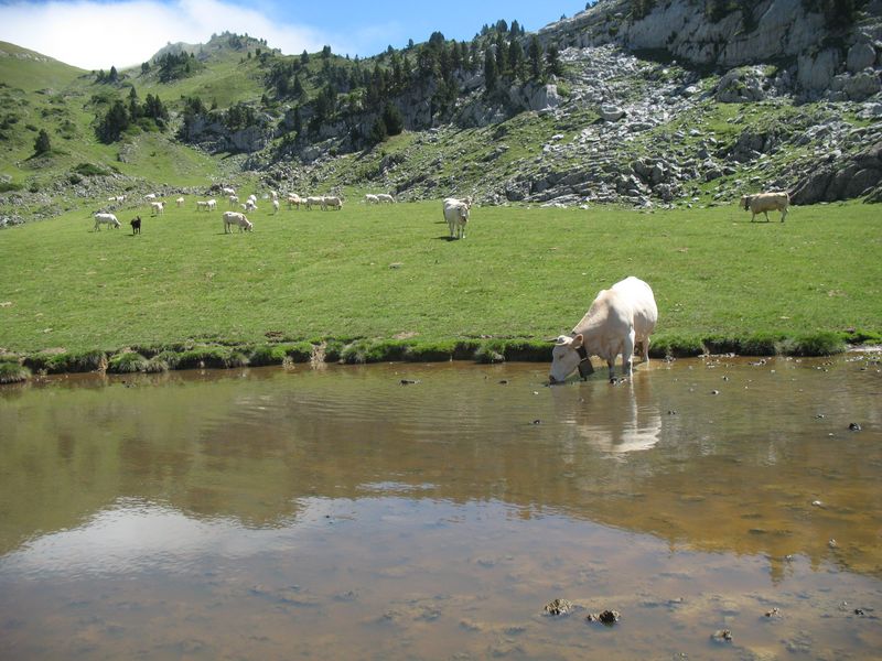 Bos taurus L., Vacas raza Pirenica