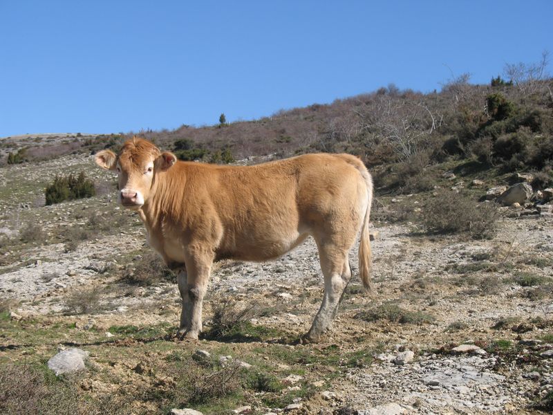 Bos taurus L., Vaca raza Pirenaica
