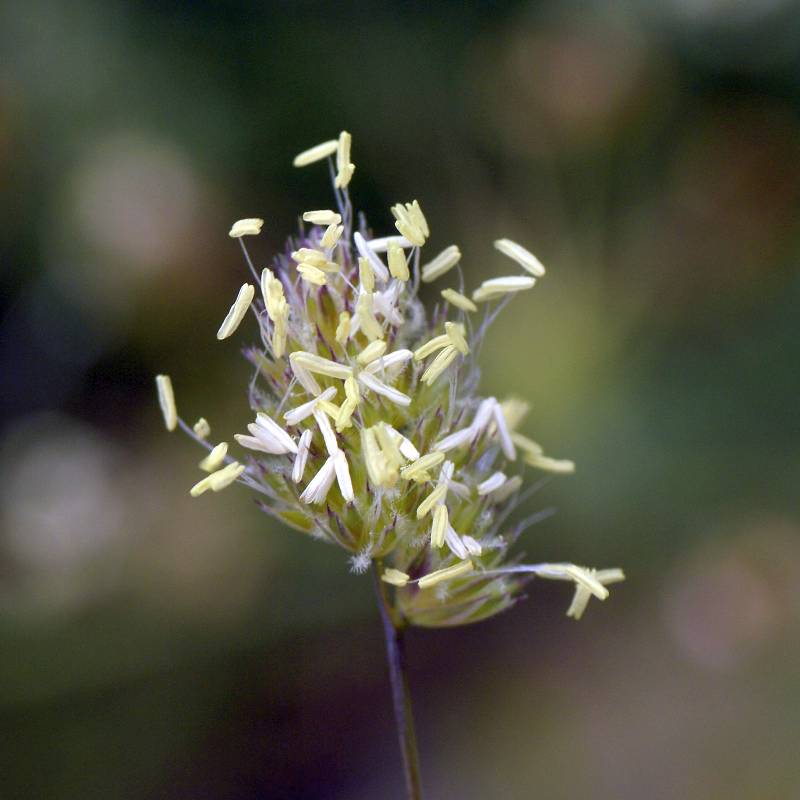 Dactylis glomerata L. subsp. hispanica 2