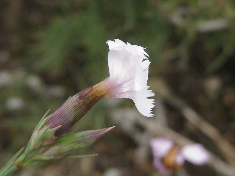 Dianthus hyssopifolius 2
