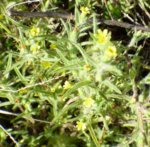 Dittrichia graveolens (L.) Greuter. Olivardilla. 4