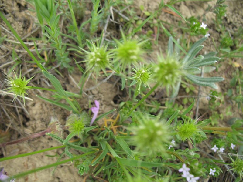 Echinaria capitata (L.) Desf., 3