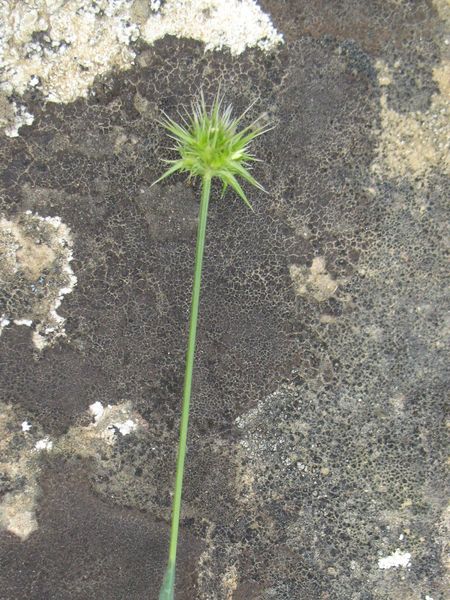 Echinaria capitata (L.) Desf., 4