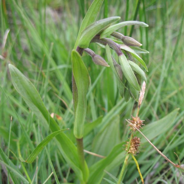 Epipactis palustris (L.) Crantz 1769, Heleborina de los pantanos. 2