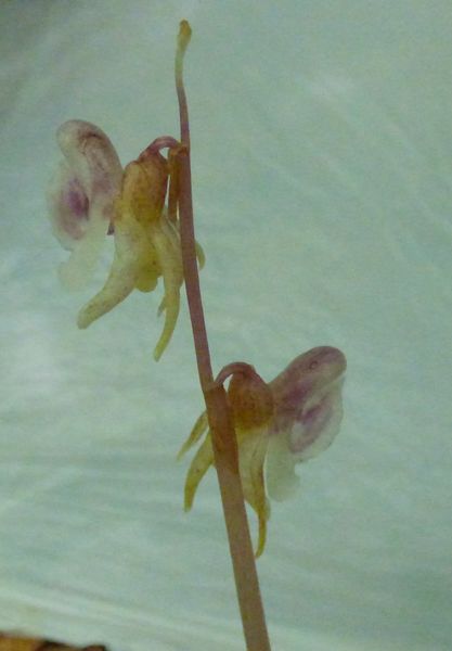 Epipogium aphyllum (Sw. 1814), Orqu�dea fantasma.