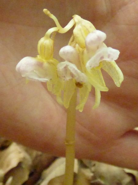 Epipogium aphyllum (Sw. 1814), Orqu�dea fantasma. 6