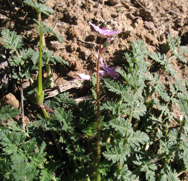 Erodium cicutarium (L.) L'Her. ex Aiton, Alfileres de cig�e�a, Alfileres de pastor
