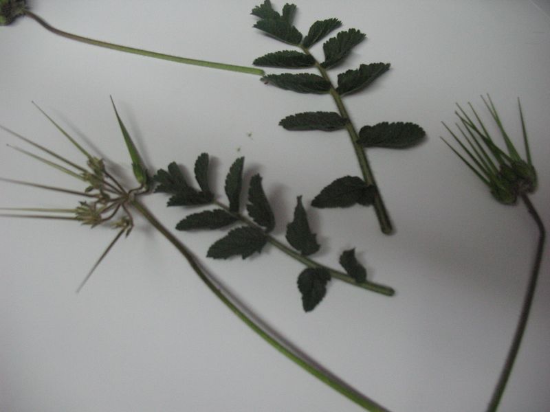 Erodium moschatum (L.) L�H�r., Alfilerillos, Geranio almizclado, Baraxka 2