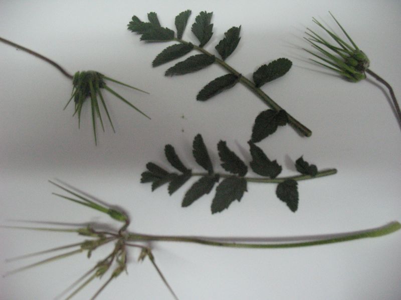 Erodium moschatum (L.) L�H�r., Alfilerillos, Geranio almizclado, Baraxka 5
