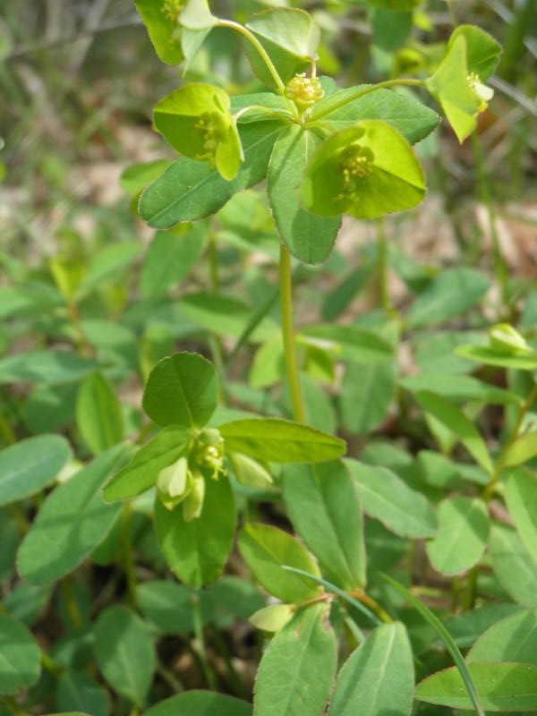 Euphorbia angulata 2
