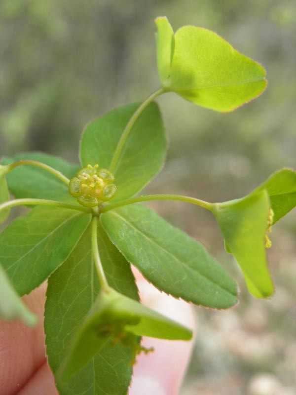 Euphorbia angulata 5